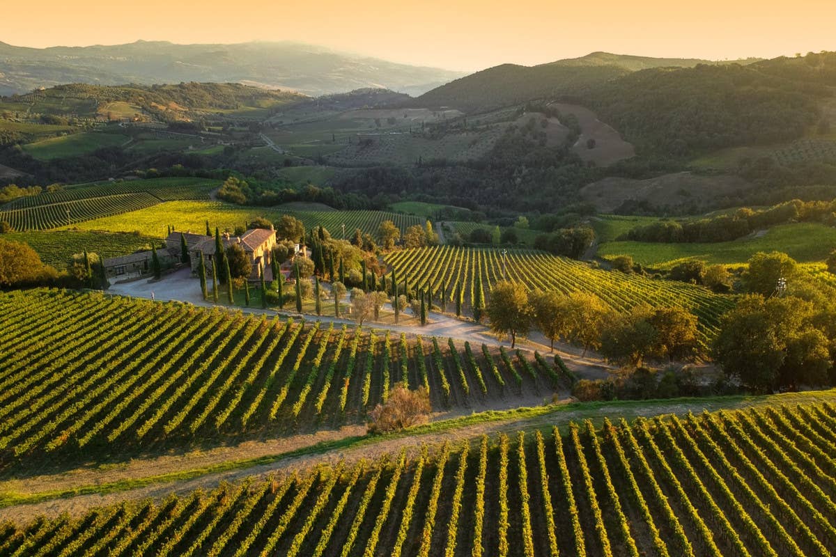 Rivoluzione Allegrini tra Valpolicella, Bolgheri e Montalcino